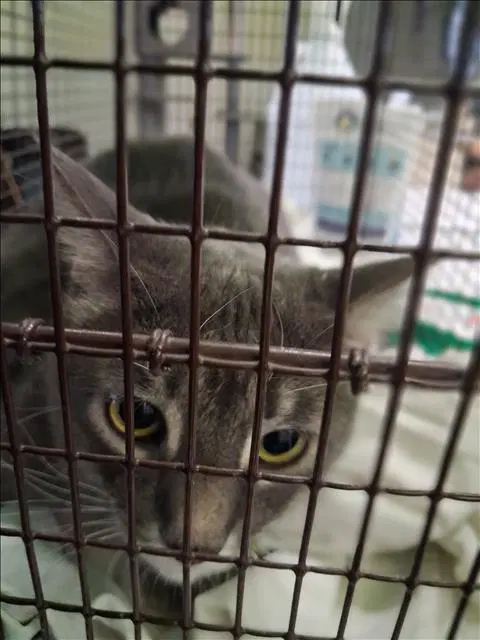 Marius - Domestic Short Hair