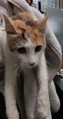 Chikis - Domestic Short Hair