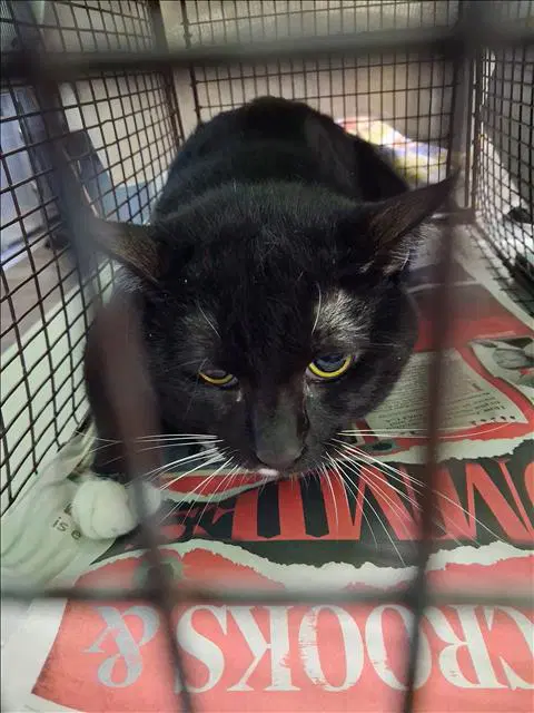Zen - Domestic Short Hair