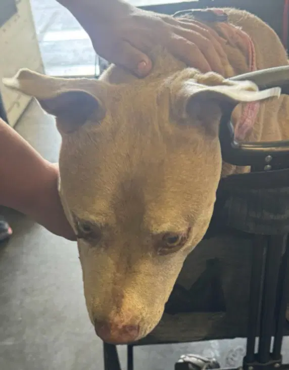 Raz - American Pit Bull Terrier