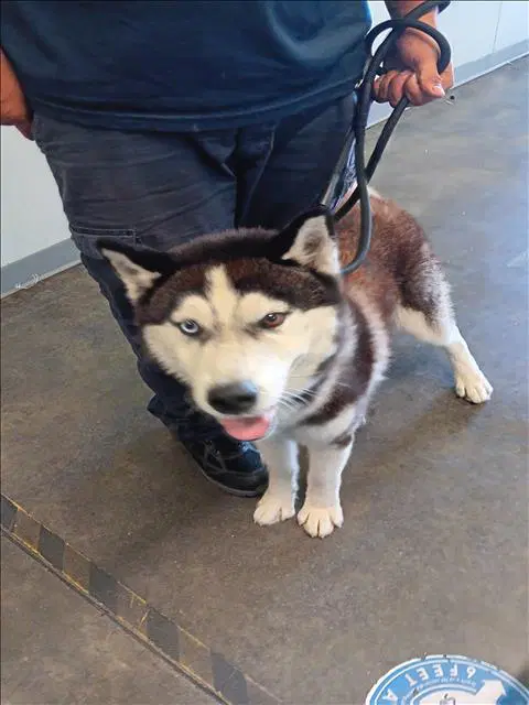 Luke - Siberian Husky