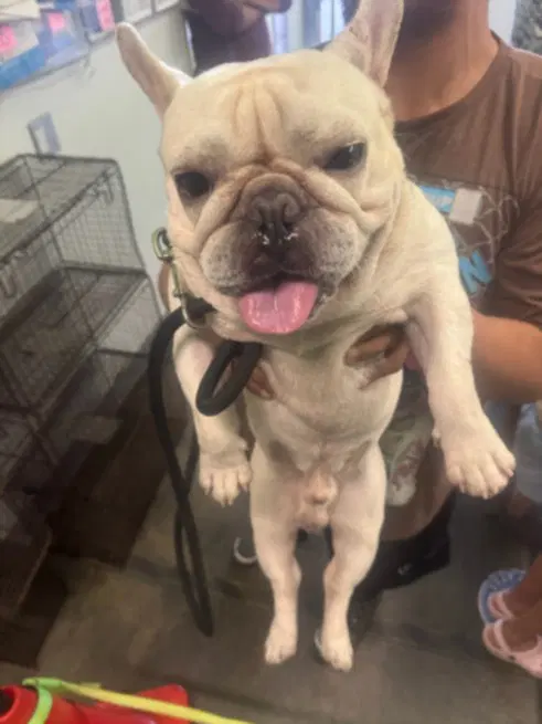 Snory - French Bulldog