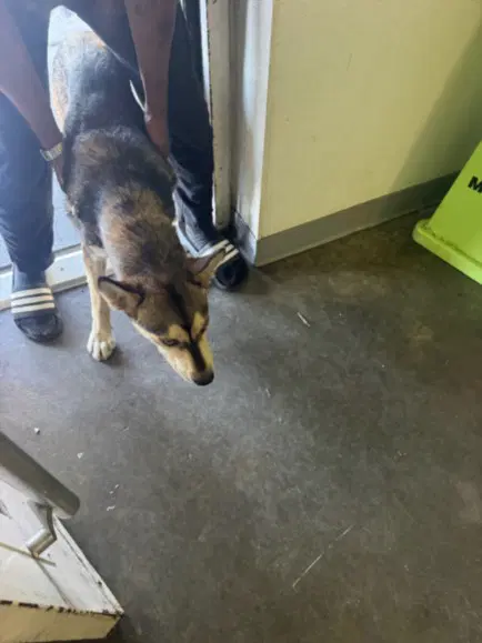 Rex - German Shepherd Dog