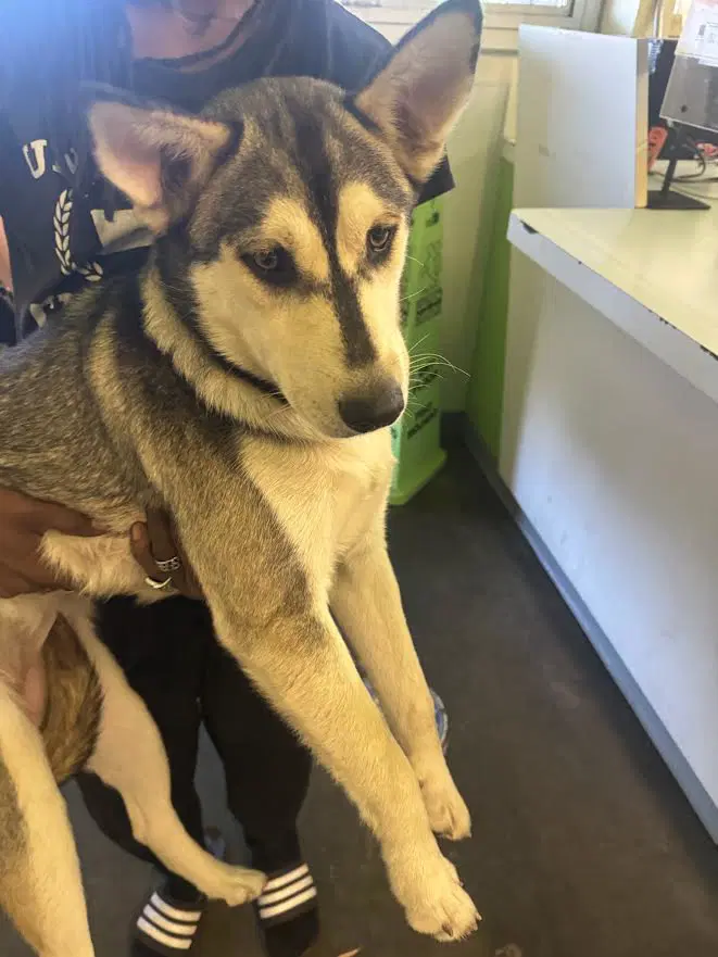 Reya - Husky