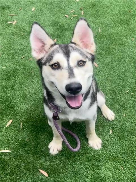 Reya, Husky / German Shepherd Dog / Mixed (medium coat)