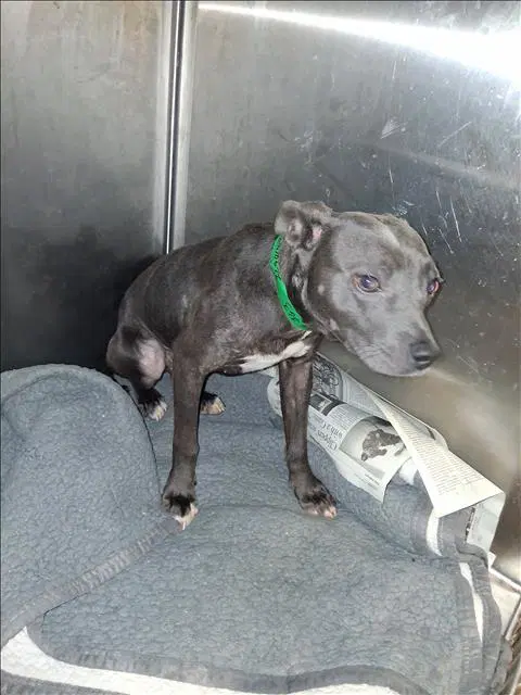 Vicky - Pit Bull Terrier