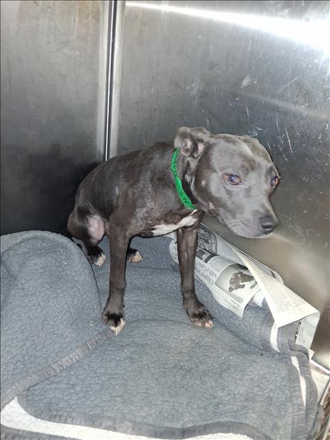 VICKY, a dog for adoption from South Los Angeles Animal Care and Control Center