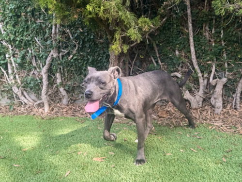 Vicky, Pit Bull Terrier (medium coat)