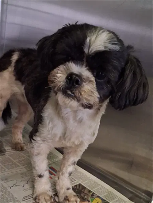 Cathy - Shih Tzu