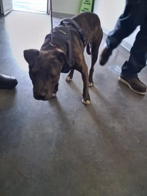 Martha - American Staffordshire Terrier
