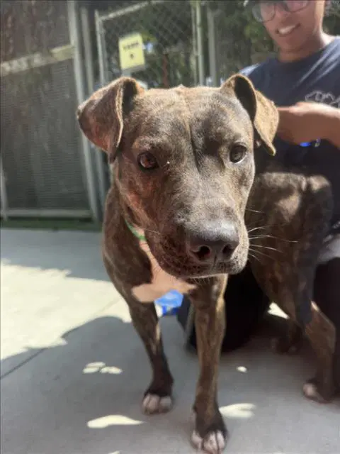 Martha - American Staffordshire Terrier