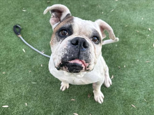 BIG ED, a dog for adoption from South Los Angeles Animal Care and Control Center