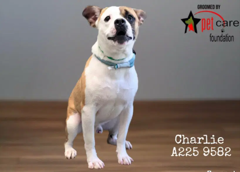 Charlie - Pit Bull Terrier