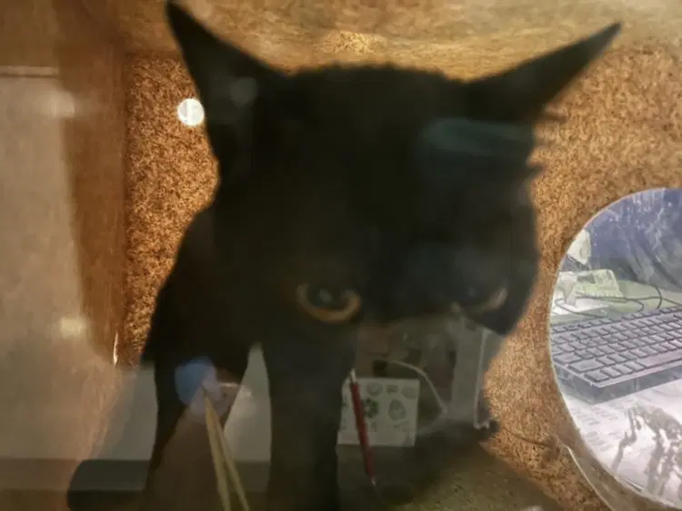 Unknown - Domestic Short Hair