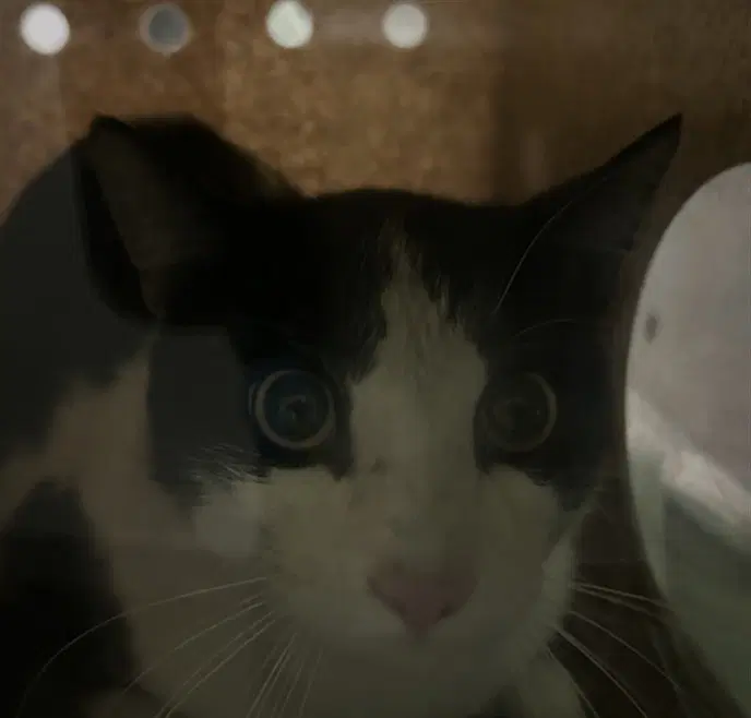 Unknown - Domestic Short Hair