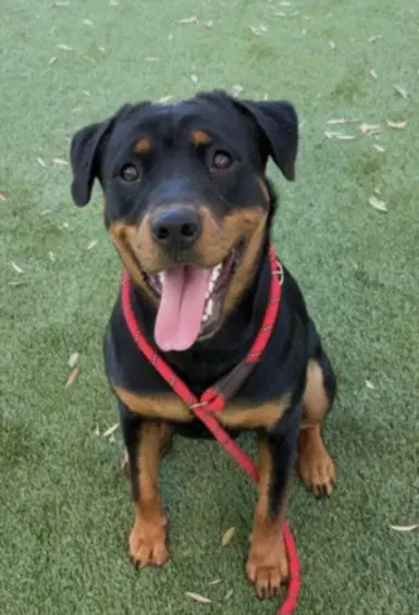 Sally - Rottweiler