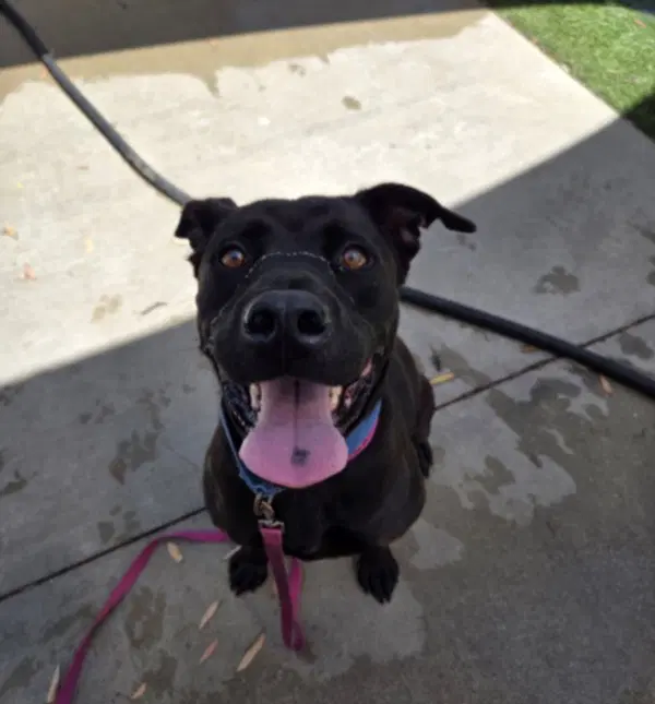 Buckeye - Pit Bull Terrier