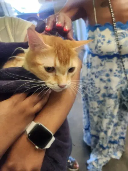Tang - Domestic Short Hair