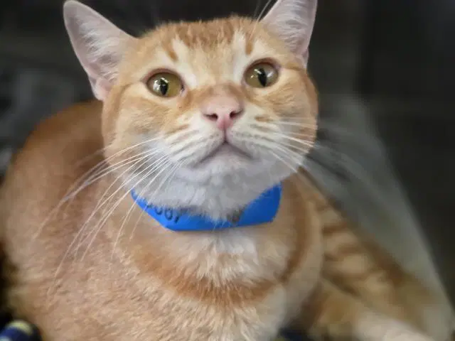 Tang - Domestic Short Hair