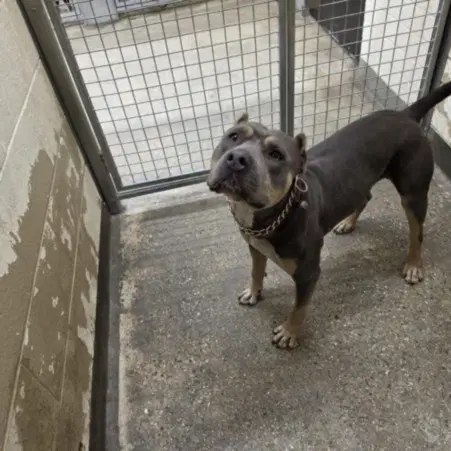 Achilles - Pit Bull Terrier