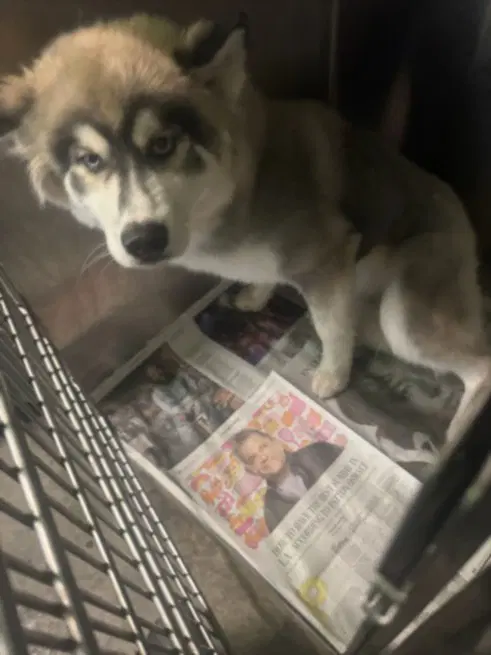 Ducky - Husky
