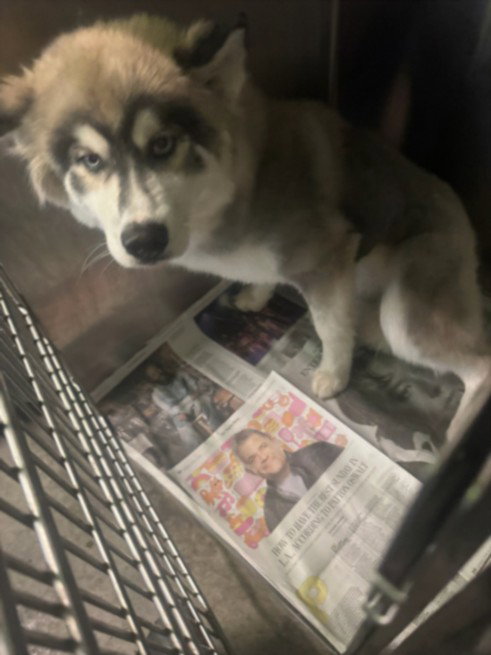 DUCKY, a dog for adoption from South Los Angeles Animal Care and Control Center