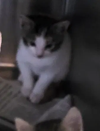 Cherry - Domestic Short Hair