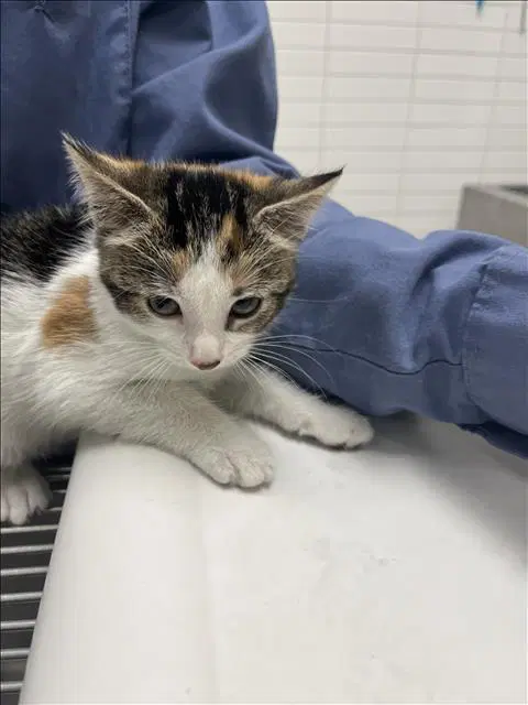 Cherry - Domestic Short Hair