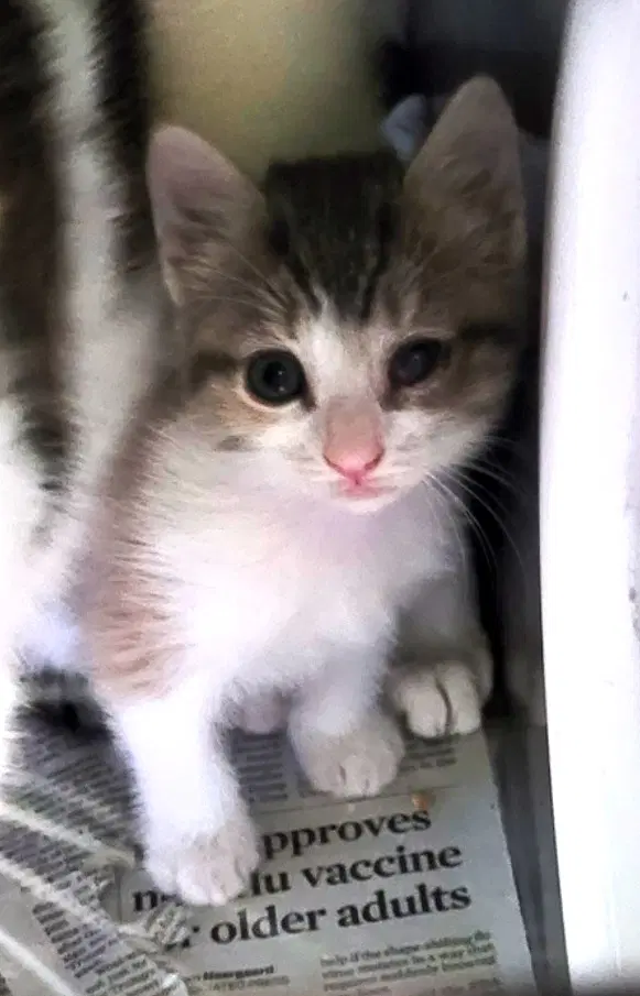 Strawberry - Domestic Short Hair