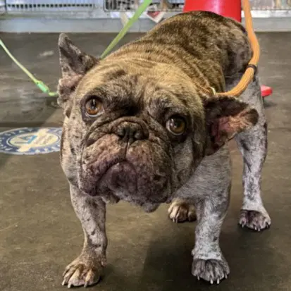 Kalidior - French Bulldog