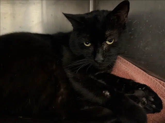 Panther - Domestic Short Hair