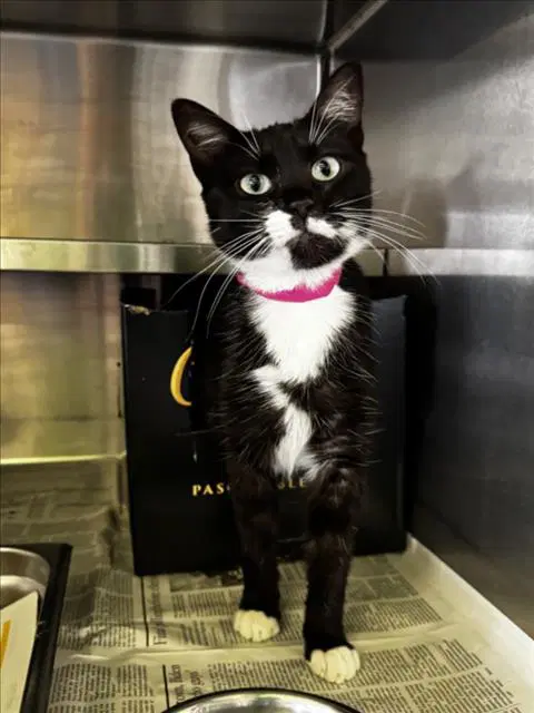 Unknown - Domestic Short Hair