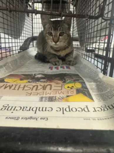 Spice - Domestic Short Hair