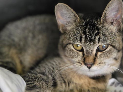 SPICE, a cat for adoption from South Los Angeles Animal Care and Control Center