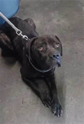 Trouble - Cane Corso Mastiff