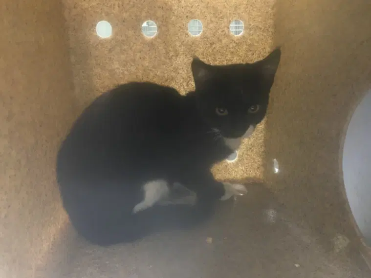 Rumi - Domestic Short Hair