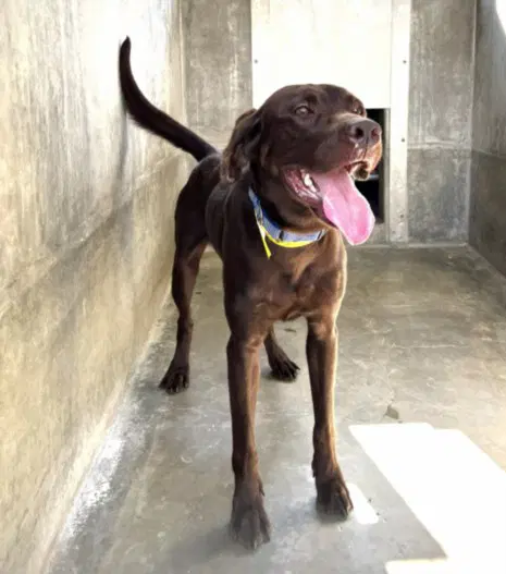 Barkley - Labrador Retriever
