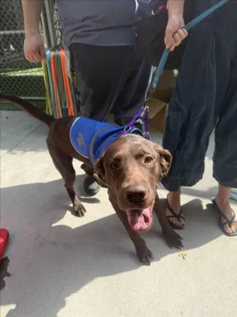 Barkley - Labrador Retriever