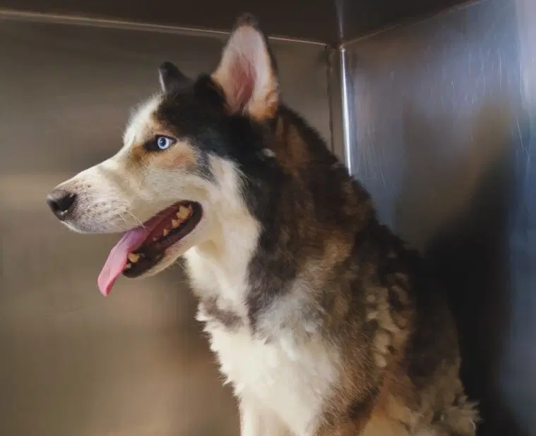 Lester - Siberian Husky