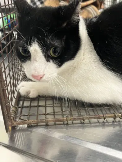 Unknown - Domestic Short Hair