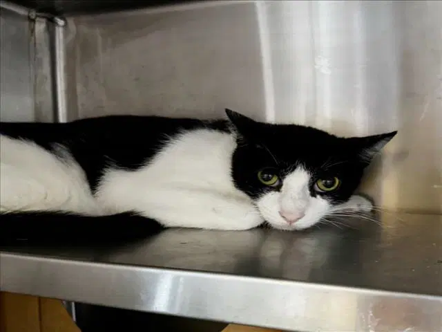 Unknown - Domestic Short Hair