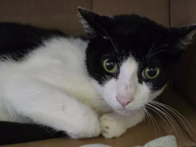 Unknown - Domestic Short Hair