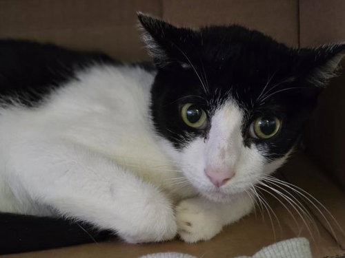 POE, a cat for adoption from South Los Angeles Animal Care and Control Center