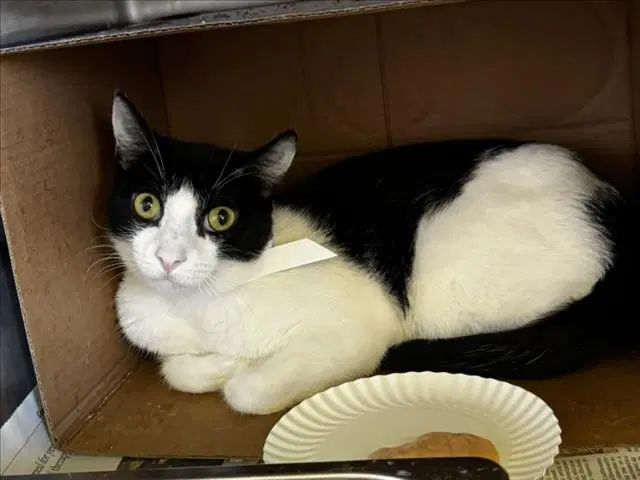 Unknown - Domestic Short Hair