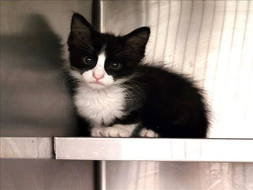 MORTIMER, a cat for adoption from South Los Angeles Animal Care and Control Center