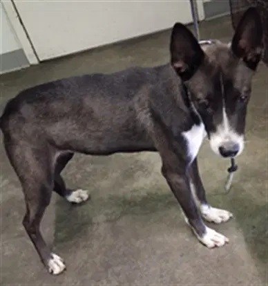 Pickle - Pit Bull Terrier