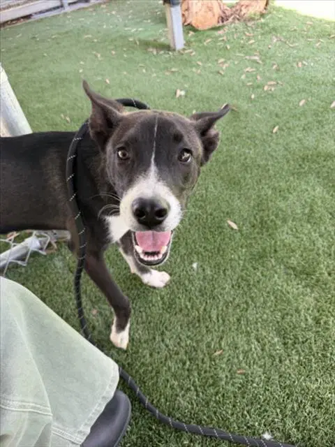 Pickle - Pit Bull Terrier