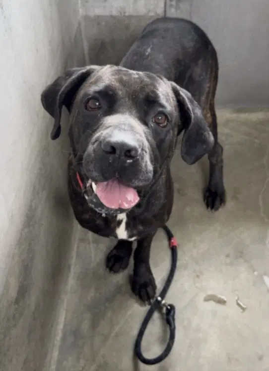 Dalila - Mastiff