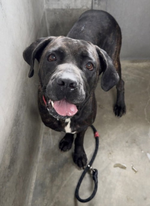 DALILA, a dog for adoption from South Los Angeles Animal Care and Control Center