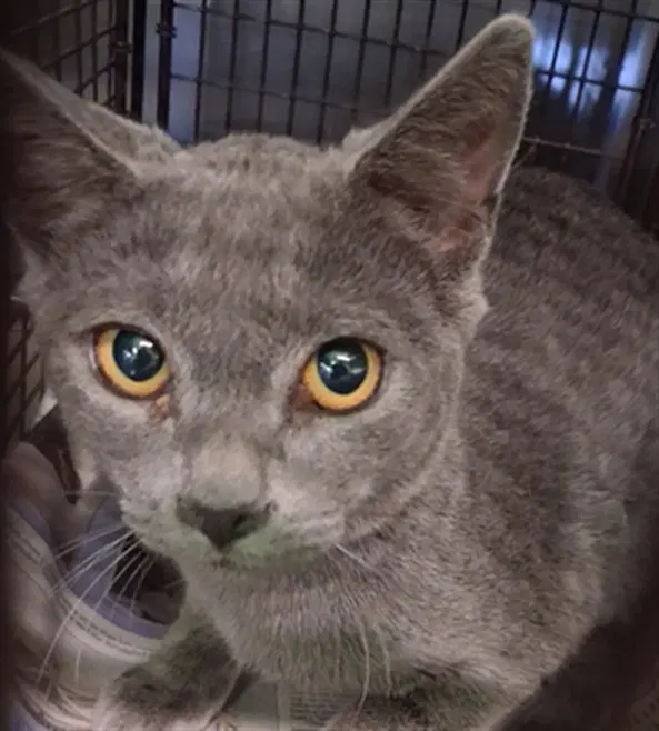 Gg - Domestic Short Hair
